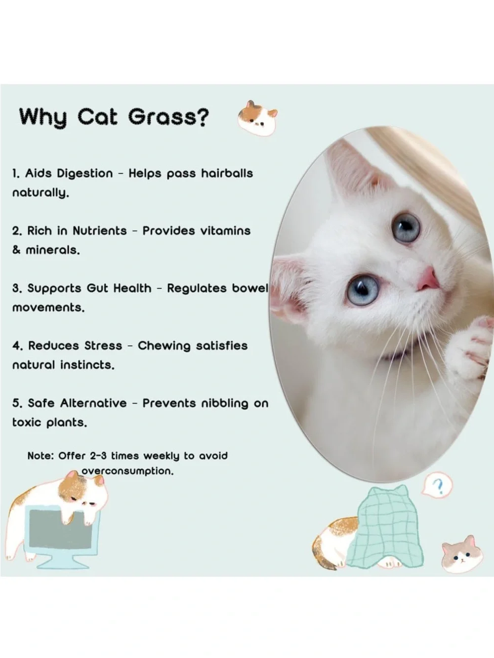 Cat Grass Growing Kit for Pets - Green